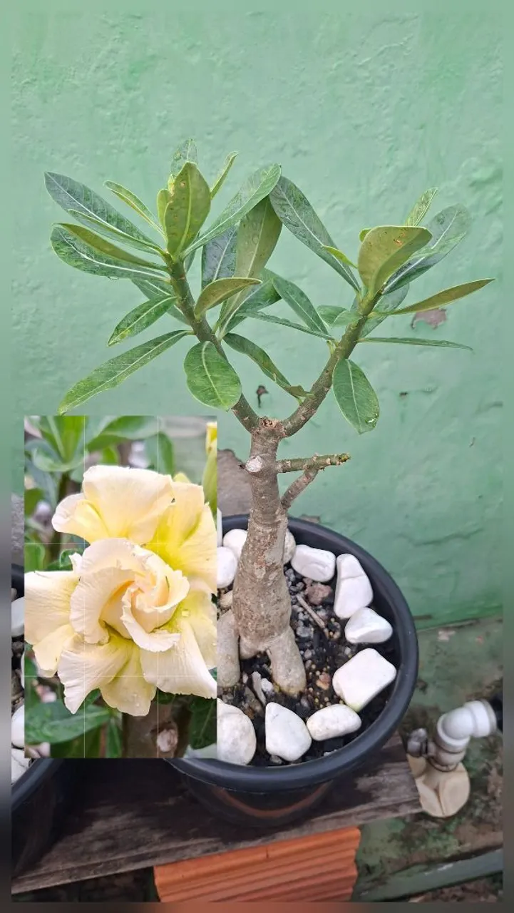 Rosa do Deserto - Linda Planta Ornamental