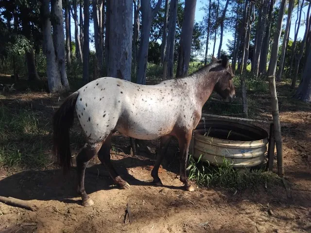 CAVALO APPALOOSA