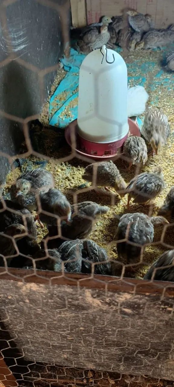 Codornas A venda japonica 