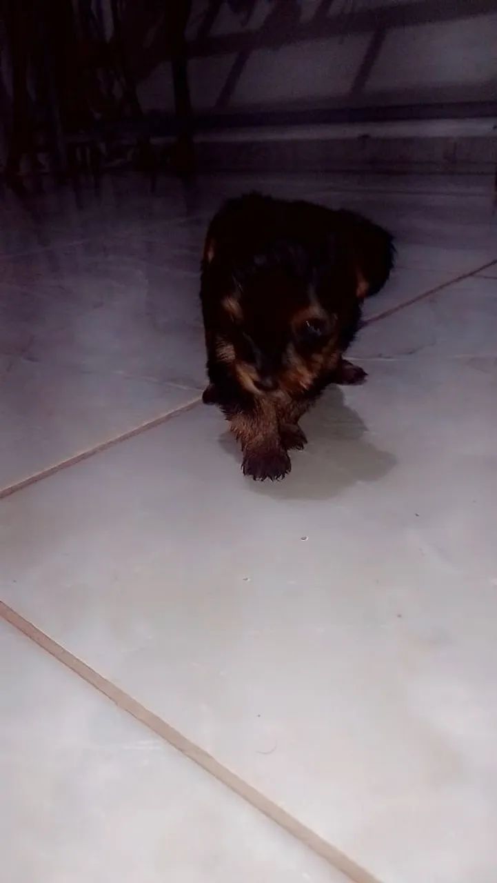 Yorkshire Terriers Charmosos e Lindos! - Foto 3