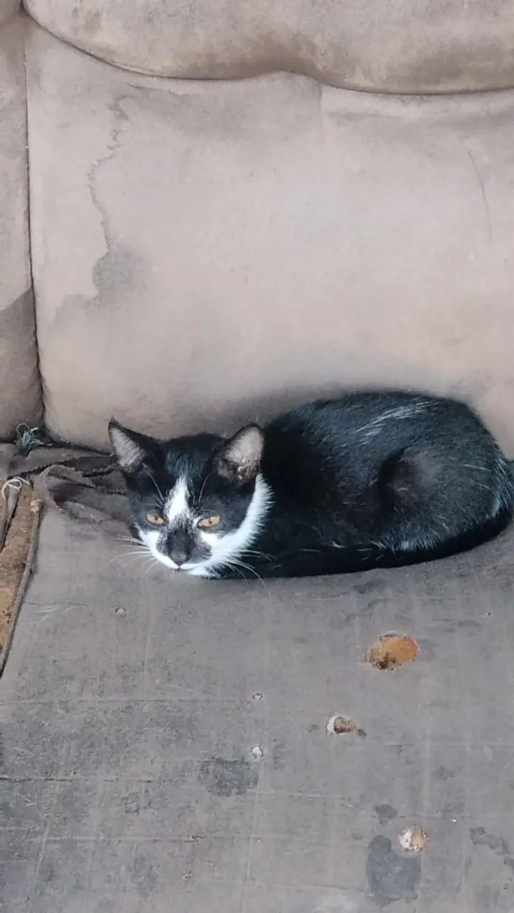 Gatinho Preto e Branco para Adoção
