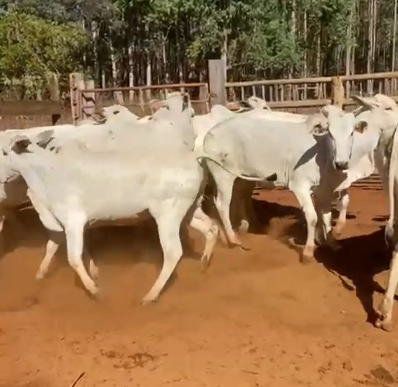 Vacas Nelore prenhes !! - Foto 5