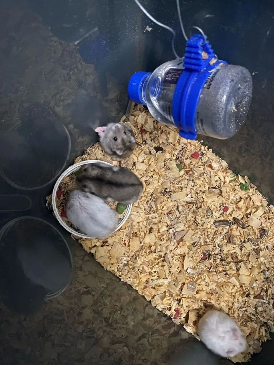 4 hamsters anão russo 