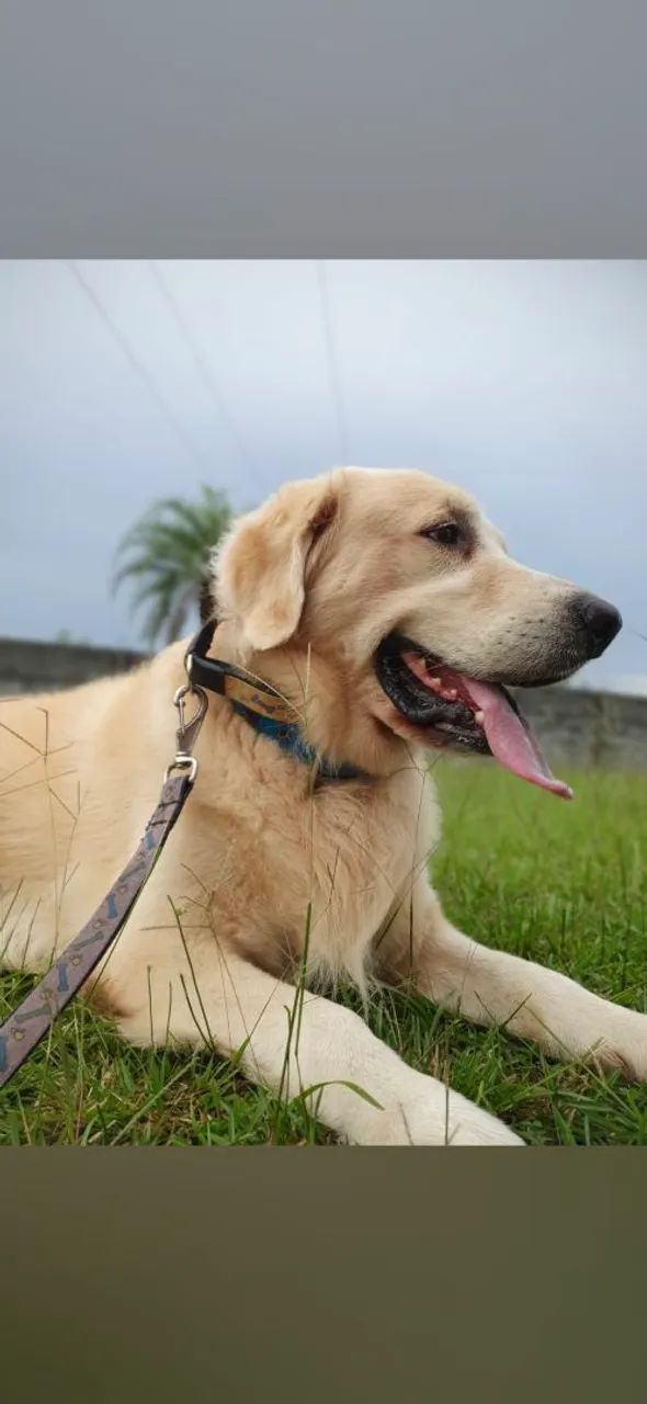 Golden Retriever macho para cruzar - 6 anos de idade