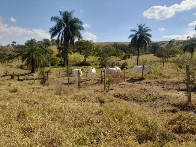 Fazenda de 50ha em Dores do Indaiá - Foto 7