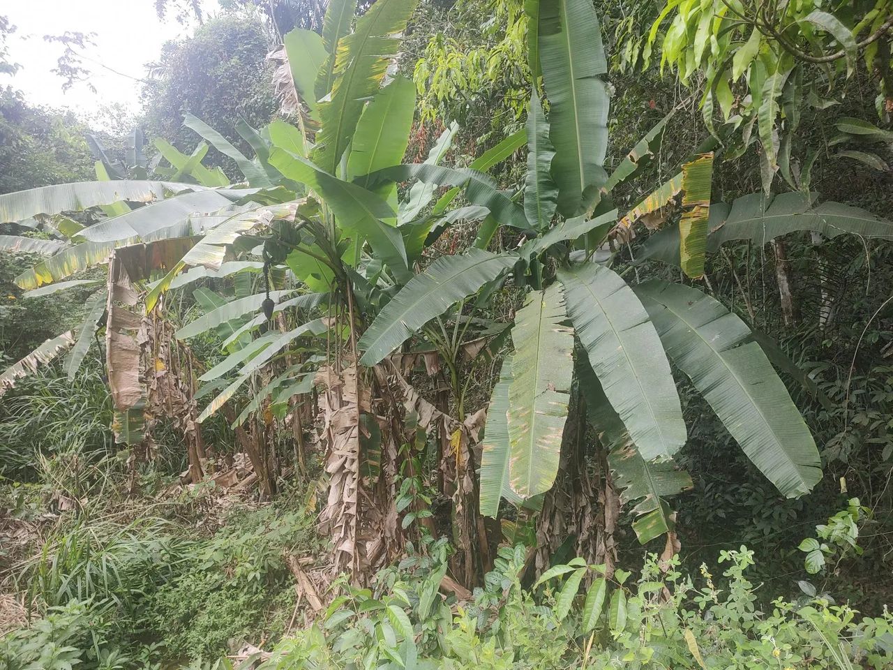Vende-se sítio encantador em branquinha  - Foto 5