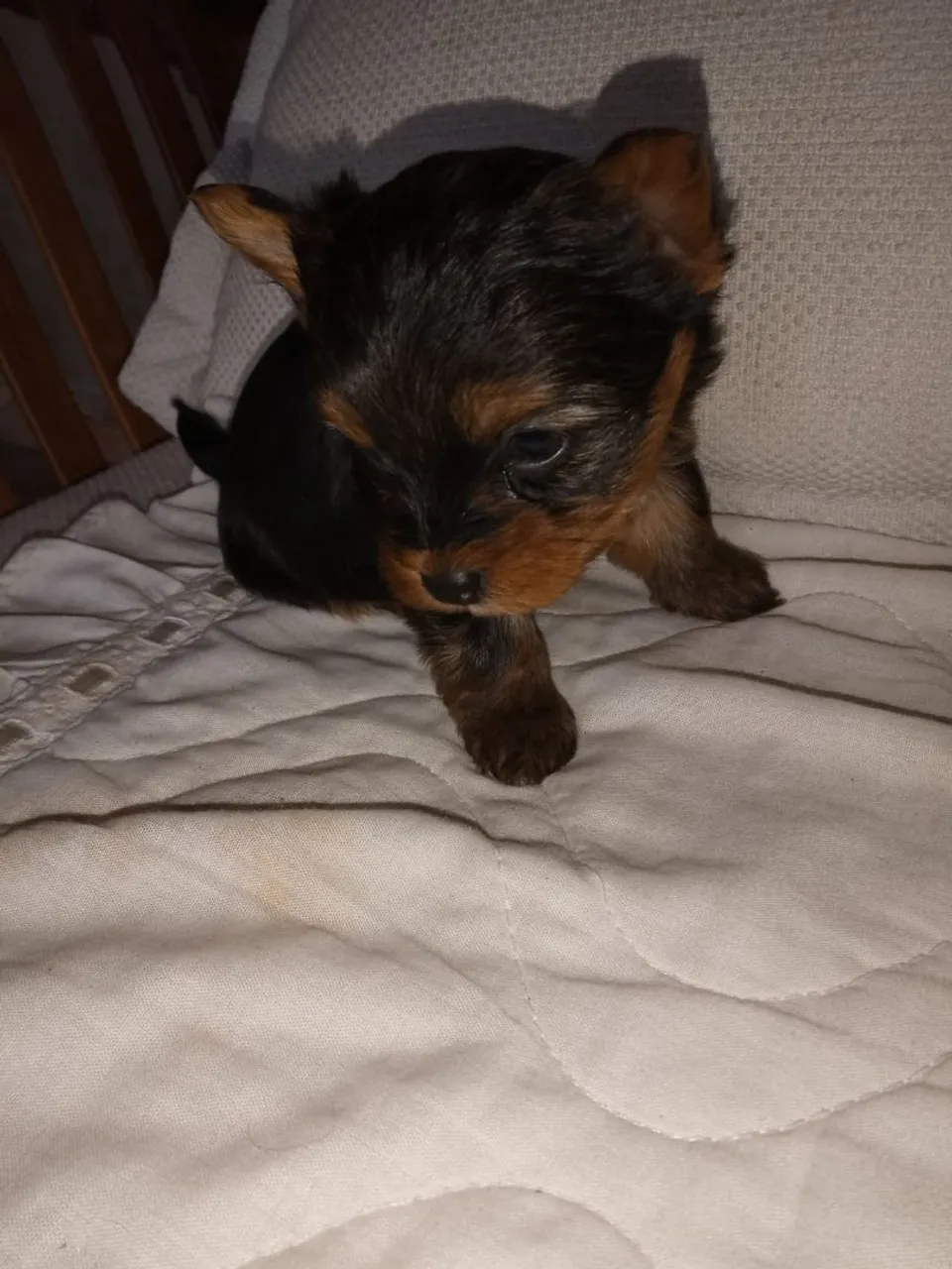 Yorkshire Terrier Filhote