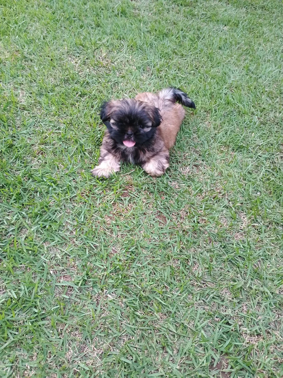 Filhote Shih Tzu macho
