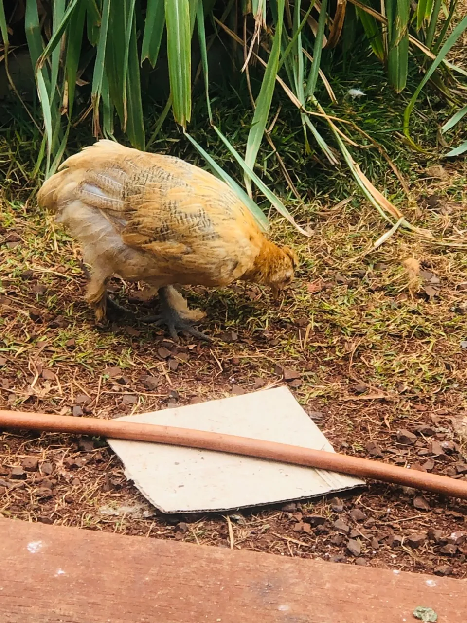 Galinha caipira