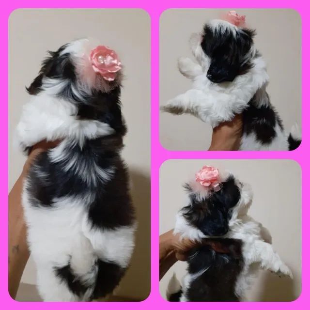 Shih Tzu peludinho e amoroso
