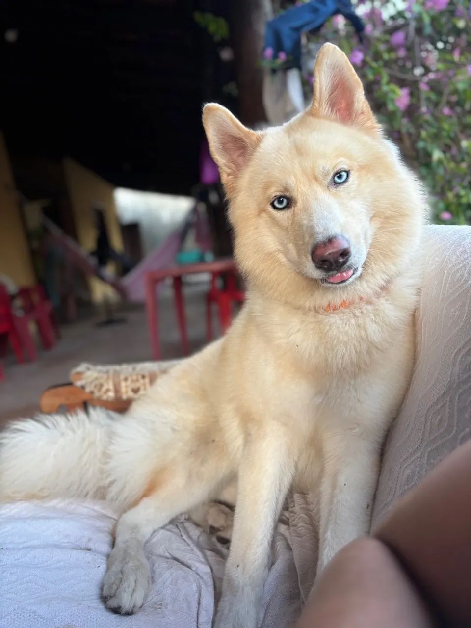 Husky Wolly para cobertura  - Foto 4