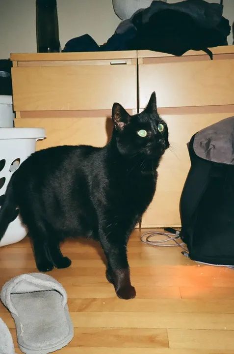 Câmera Canon Sure Shot Zoom-S - Foto 6