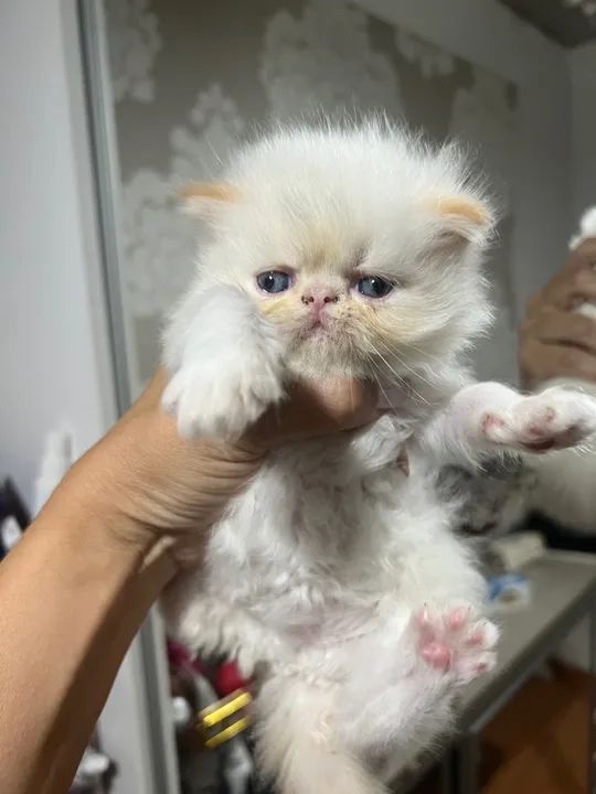 Filhotinhos com olhos azuis lindos disponíveis para entrega - Foto 2