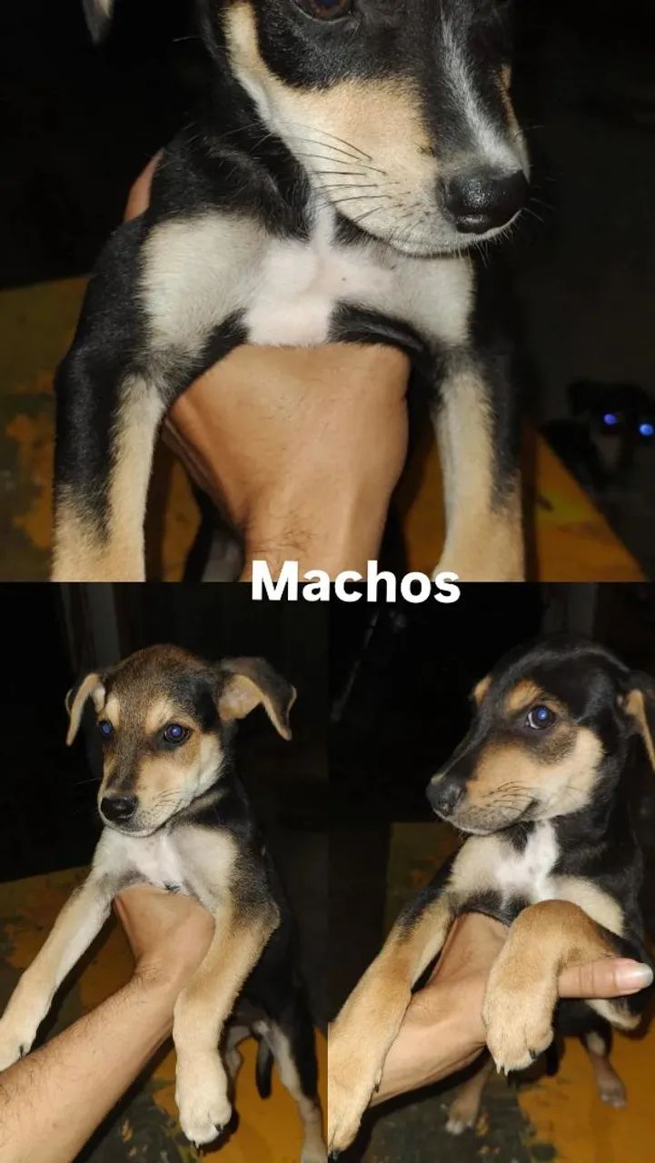 Filhotes para adoção - Nascidos em 19/06 - Foto 3