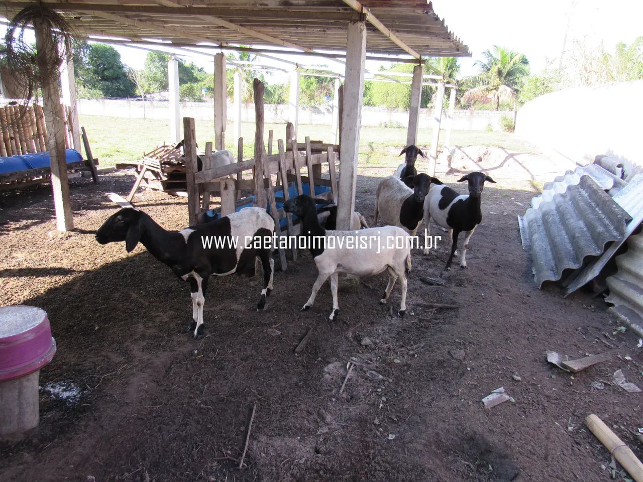 Sítio Com Pesque e Pague Montado de 14.000m2 Todo Plano e Murado - Foto 10