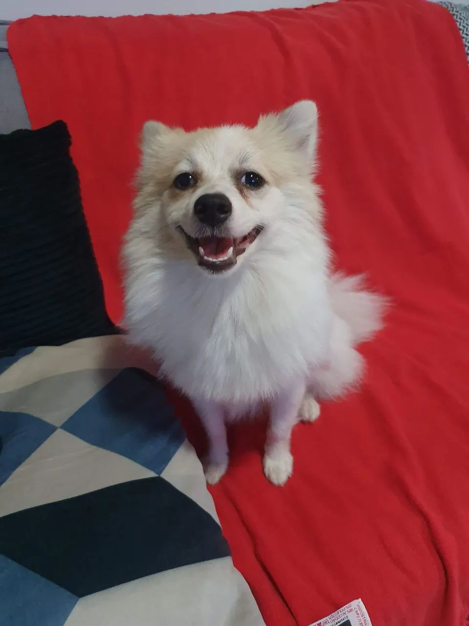 Animais  - Foto 4