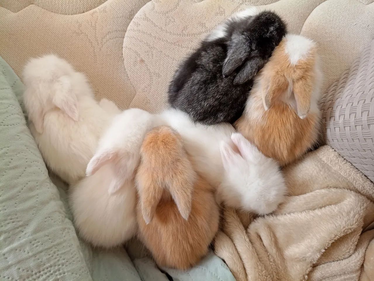 Mini coelho - Foto 3