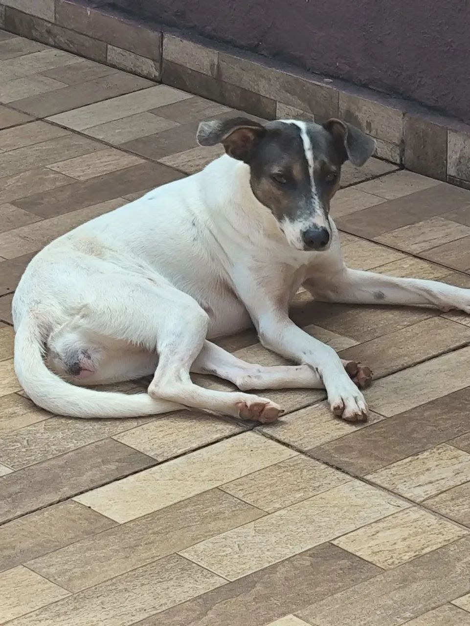 Doação de cachorra  - Foto 3