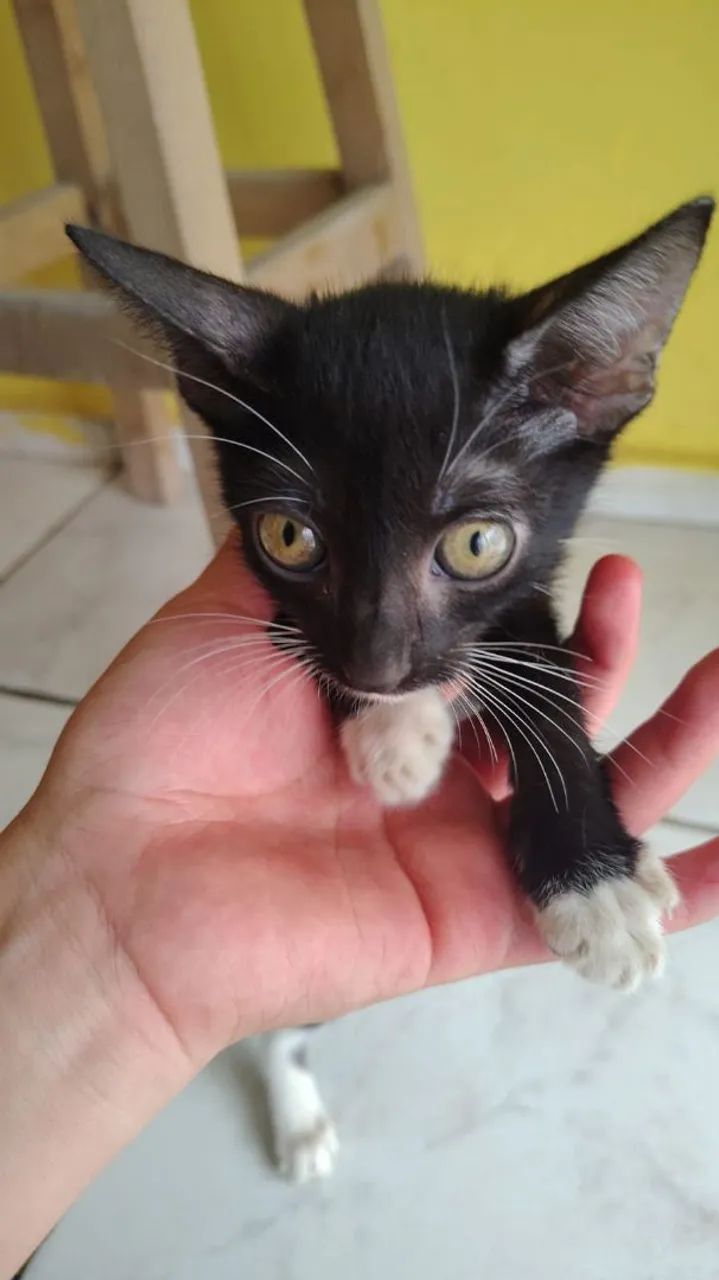 Doa-se gatinhos - Foto 2