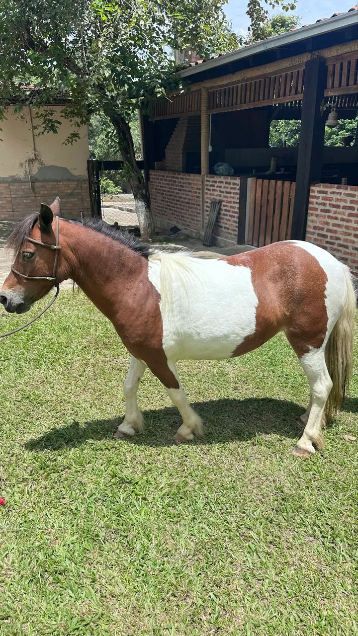 Casal Pônei Inteiro Pampa de preto e Fêmea  - Foto 4