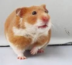 Hamister  - Foto 3