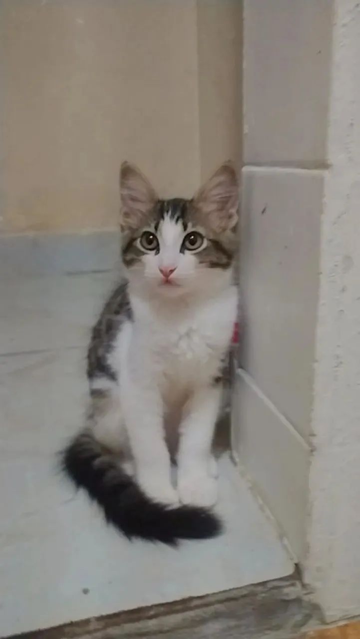 Estou doando uma gatinha tem três meses 