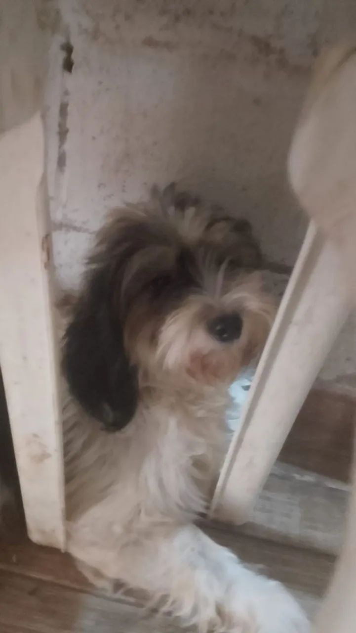 Shitzu  - Foto 3