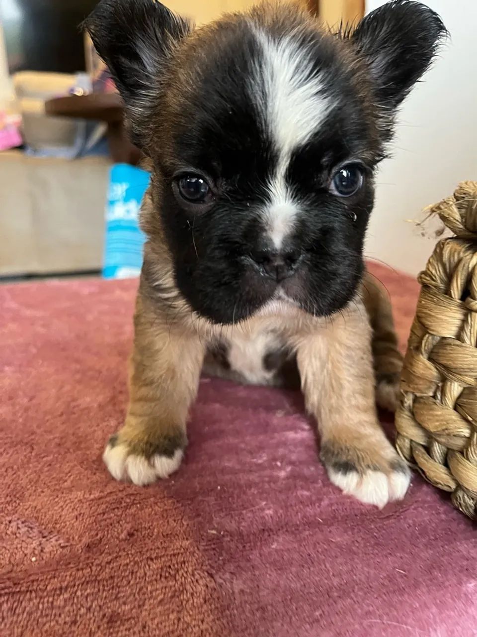 Bulldog francês 