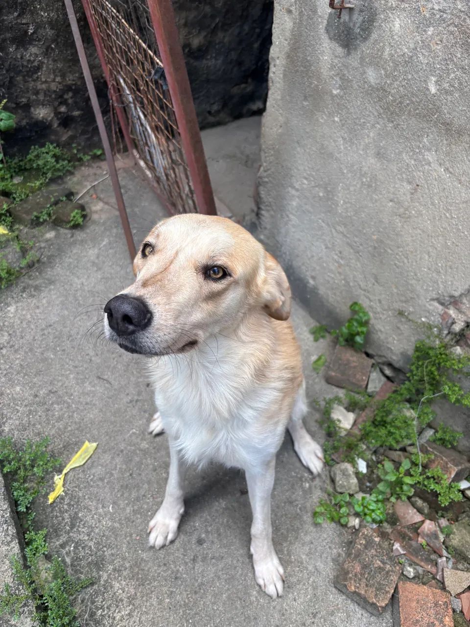 ADOÇÃO RESPONSÁVEL  - Foto 5