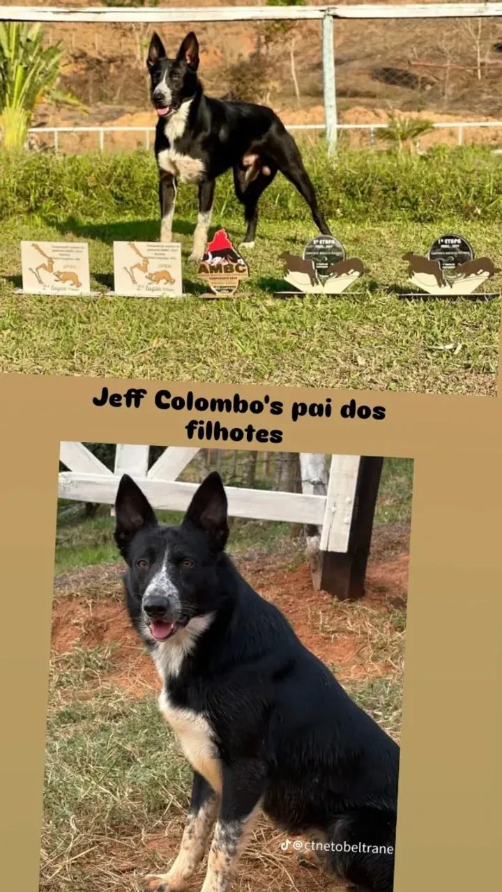 BORDER COLLIE pastoreio  - Foto 4