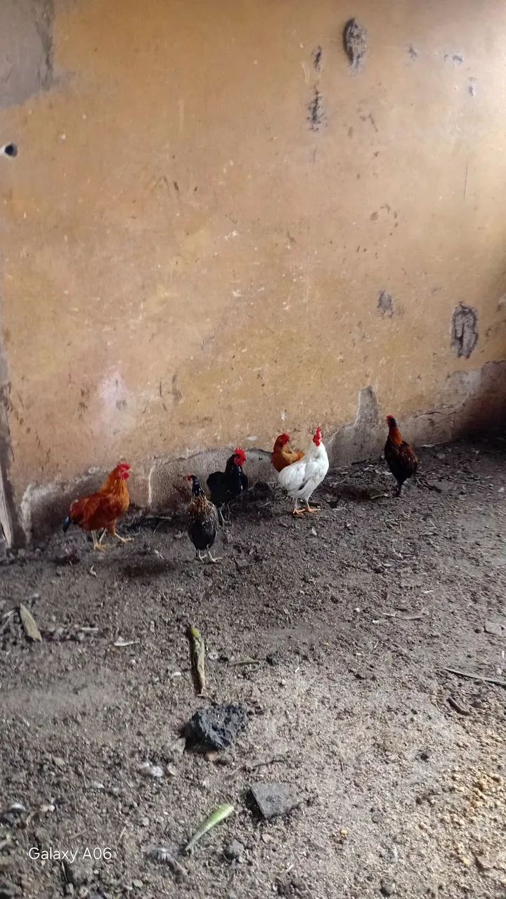 Garnize sura ornamental. - Foto 2