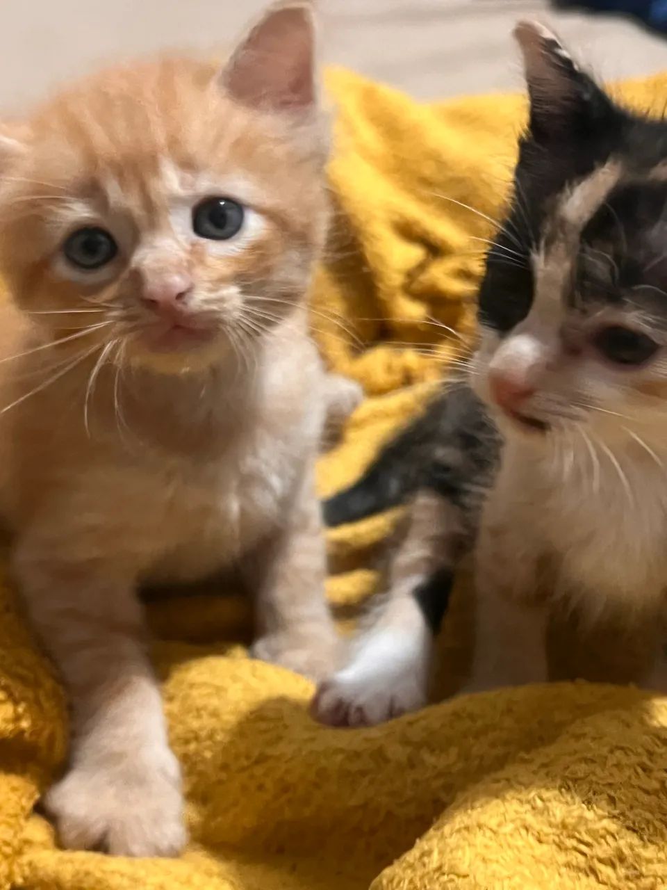 Gatos para adoção  - Foto 2