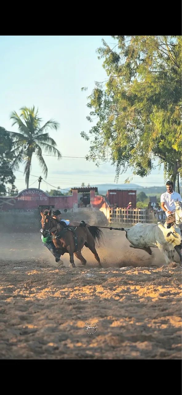 Égua de esquerda vaquejada