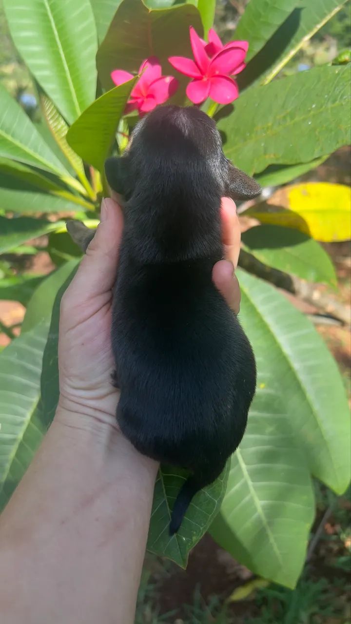 Filhotes d cofap - Foto 3