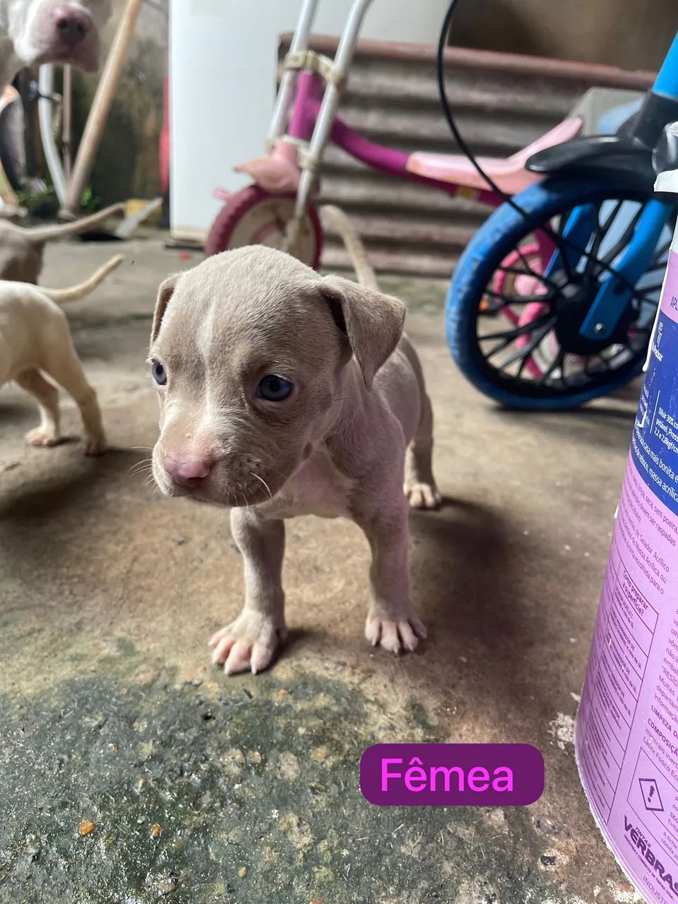 Vendo filhote de pitbull  - Foto 2