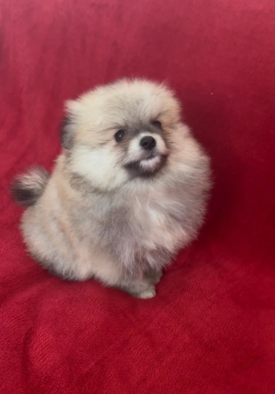 Spitz alemão Lulu da Pomerânia - Foto 5