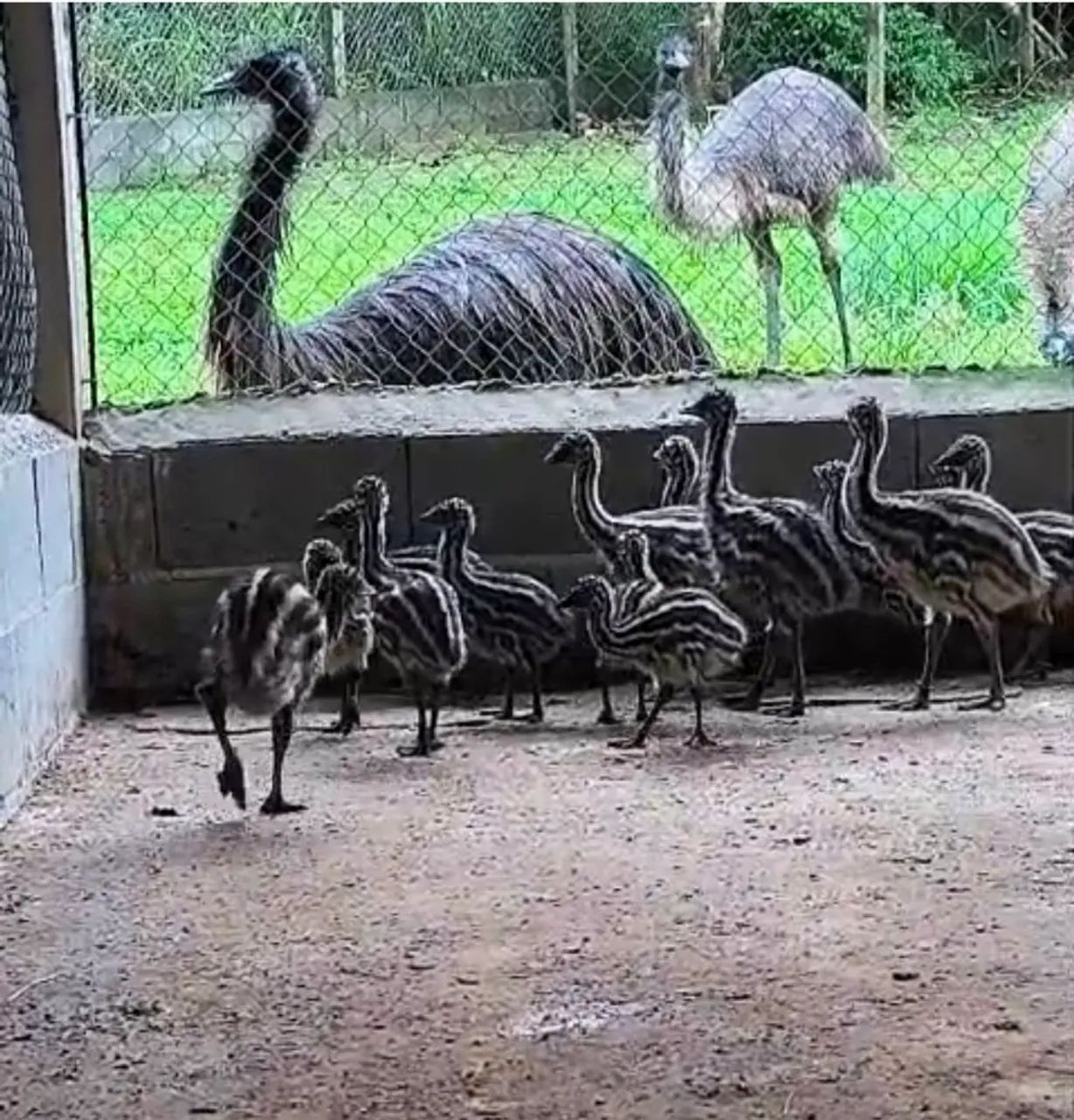 Casal emu australiano 
