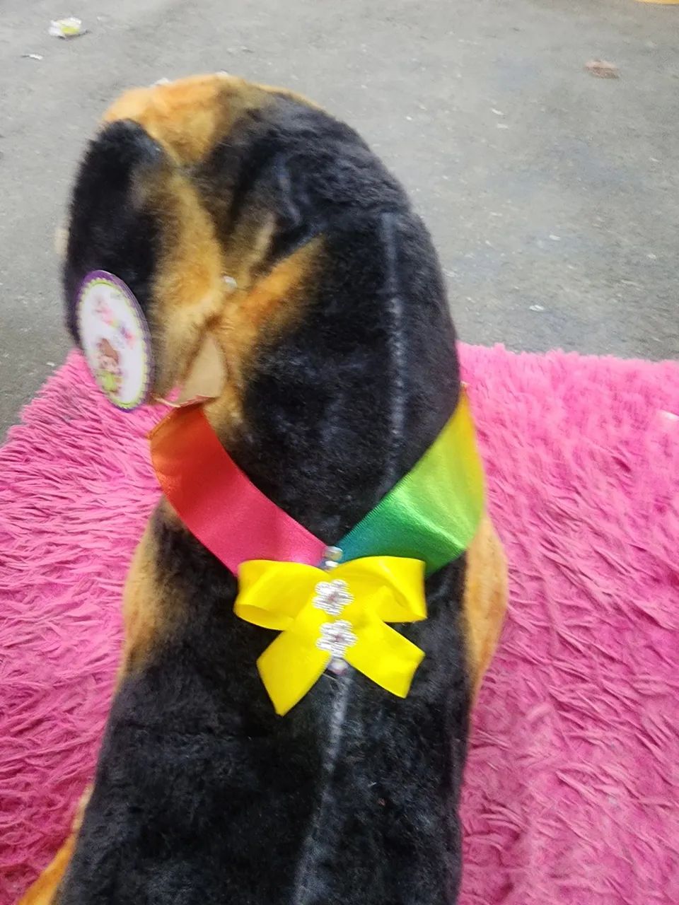 Pet - Foto 2