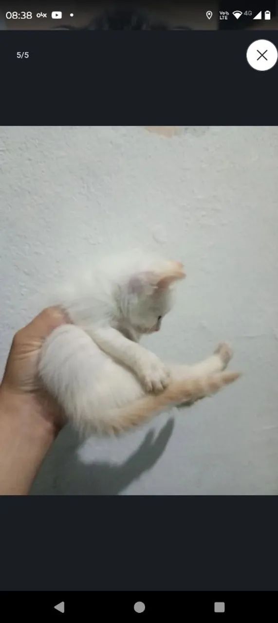Gatinho para doar  - Foto 3