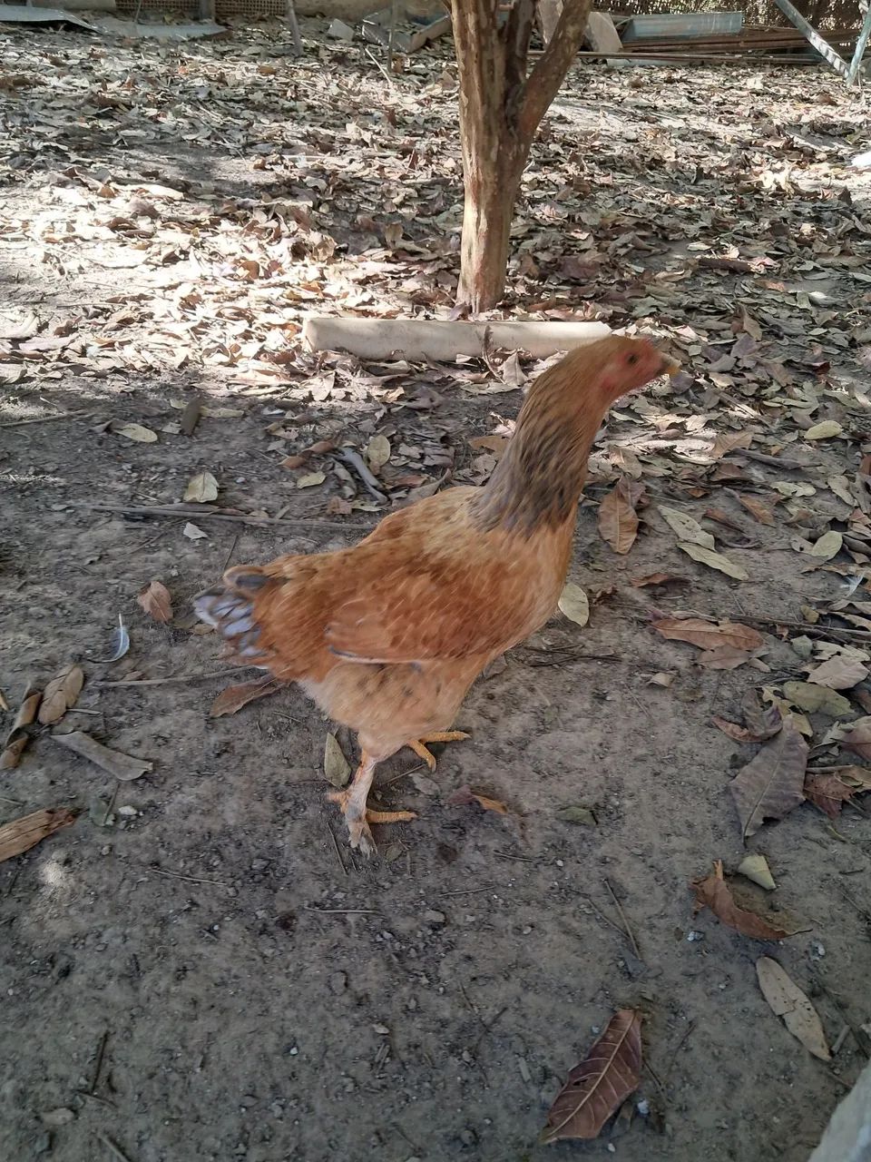 Galinhas e frangos a venda  - Foto 3