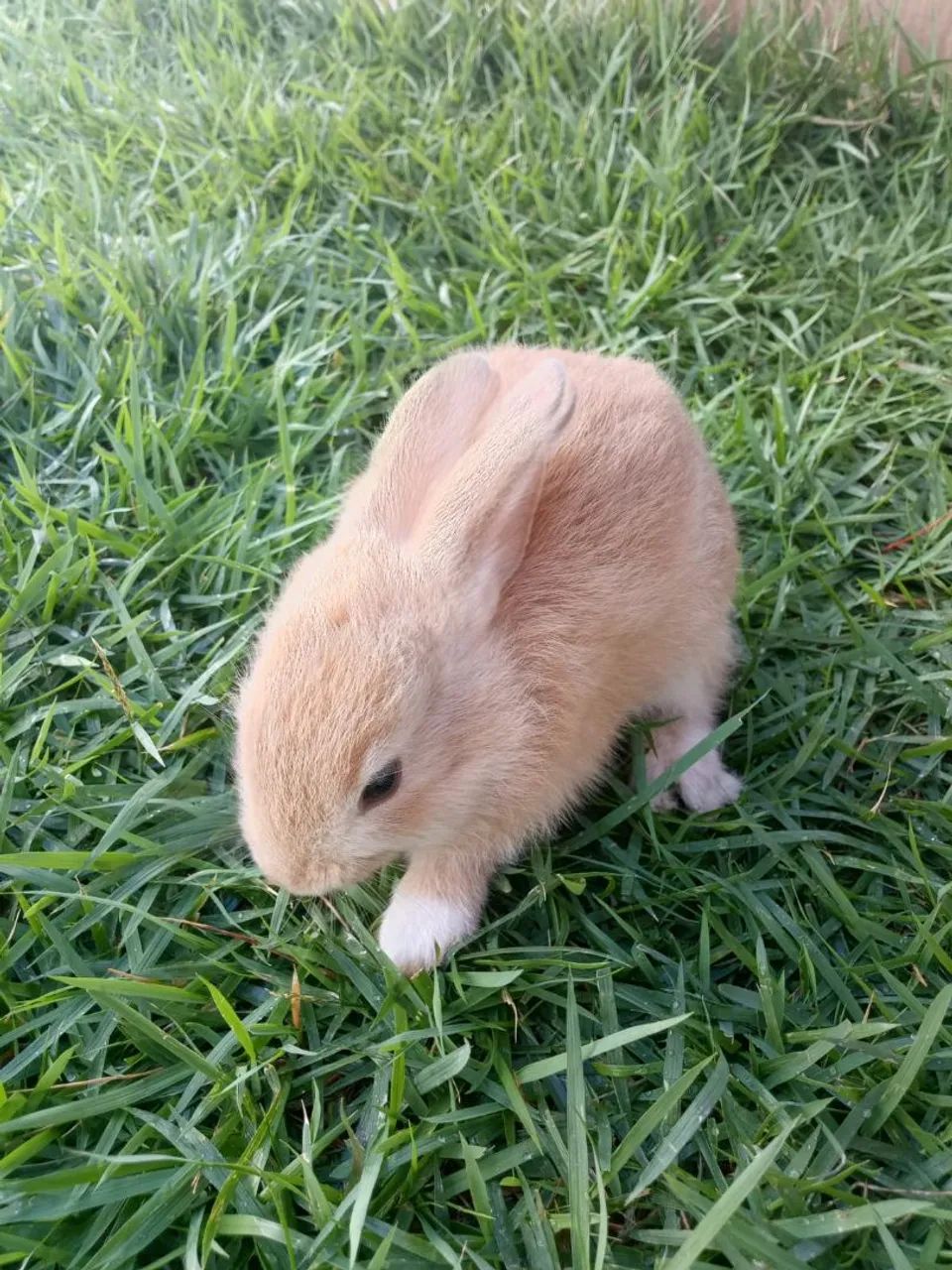 Coelhos  - Foto 3