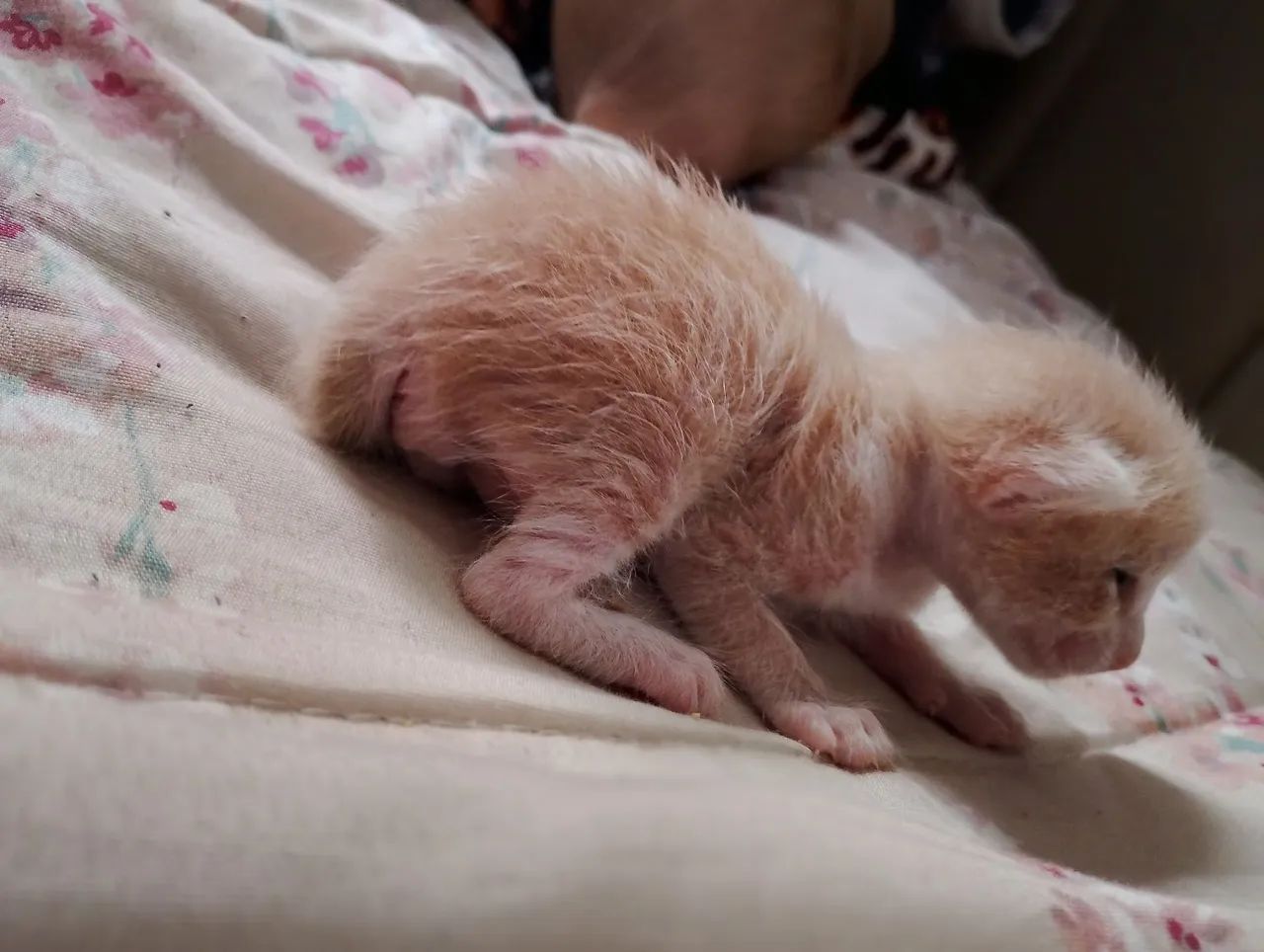 Gato laranja macho  - Foto 3