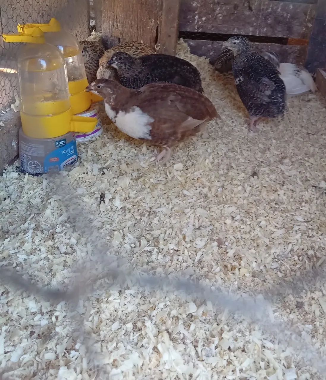 OVOS DE CODORNAS GIGANTES FÉRTEIS E RECÉM NASCIDAS - Foto 2