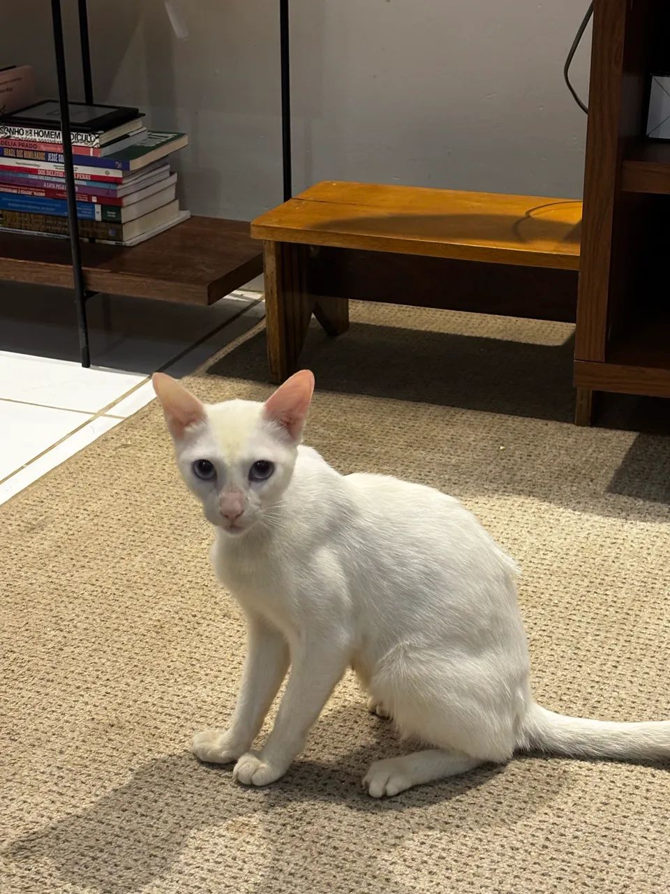 Gatinha disponível para adoção responsável 