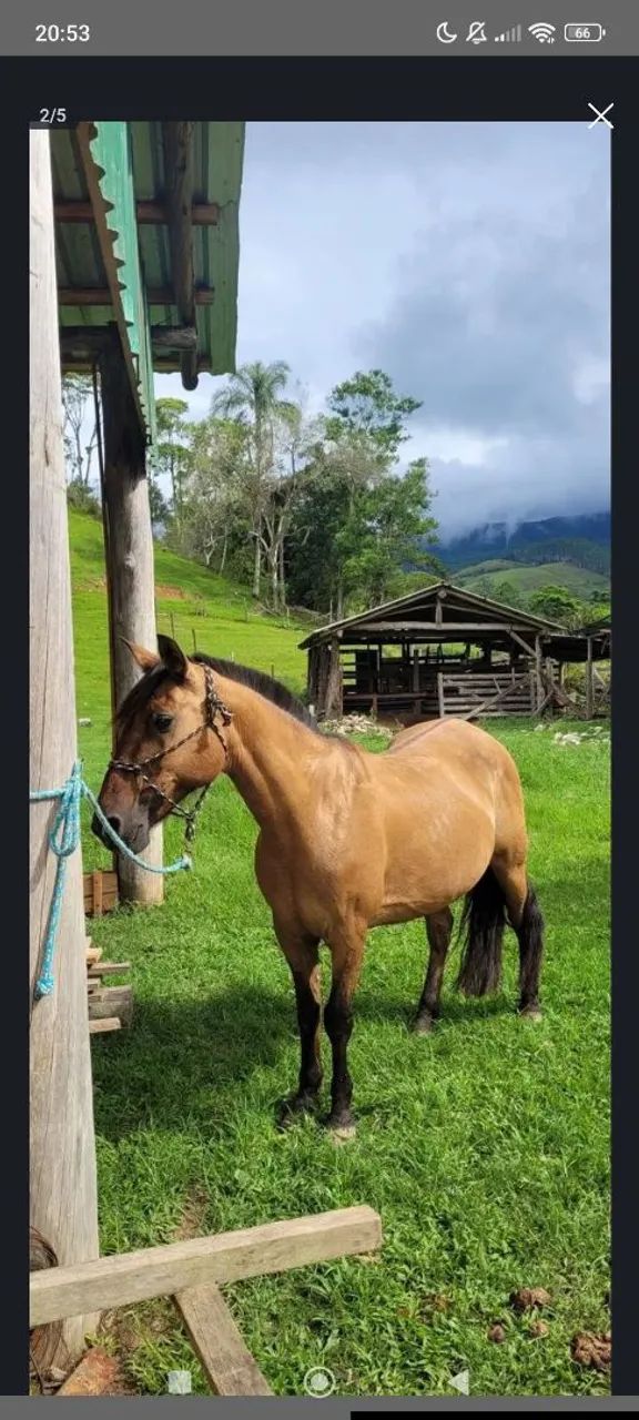 Égua de cria  - Foto 4