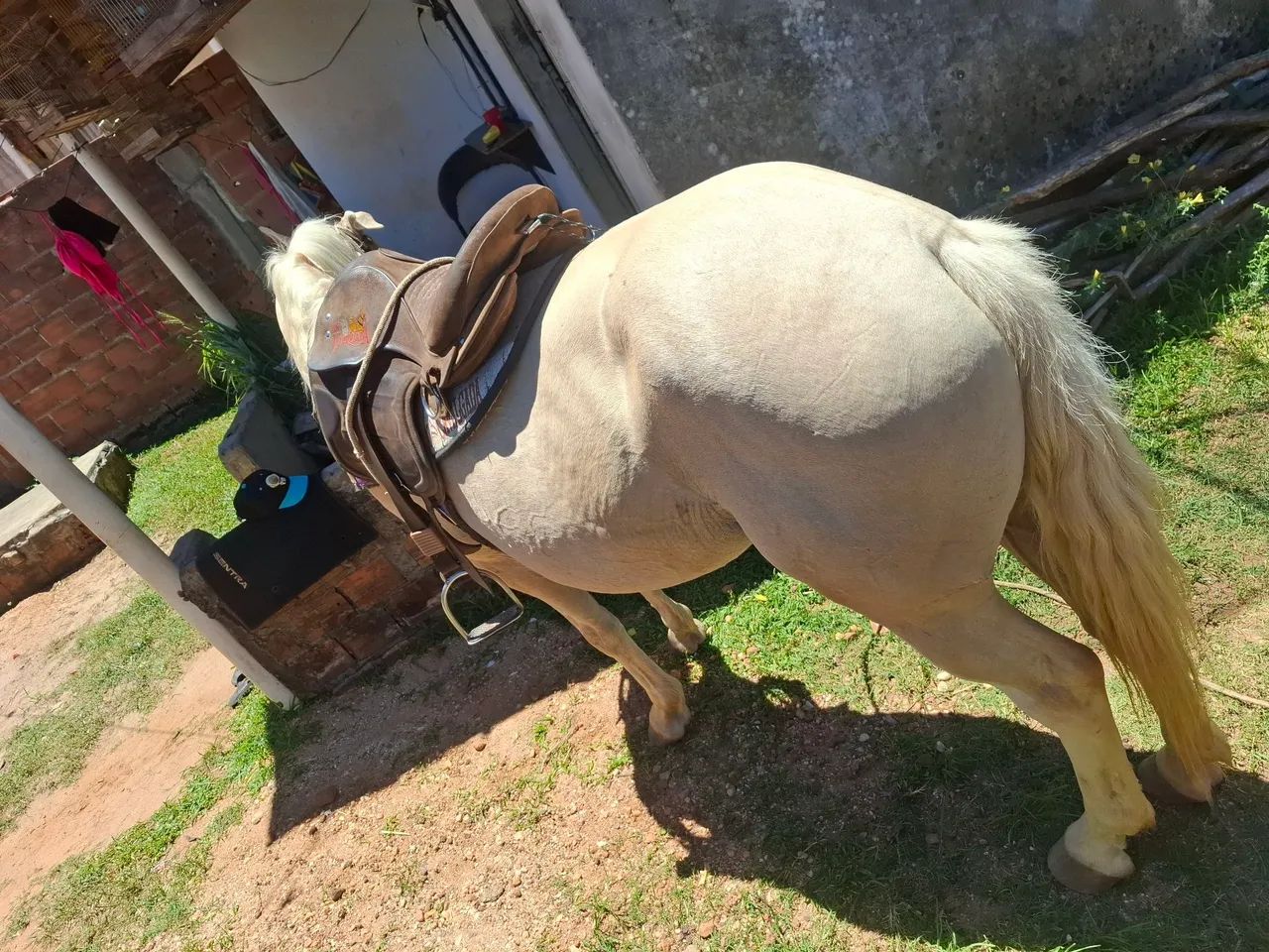 Cavalo misticinho  - Foto 3