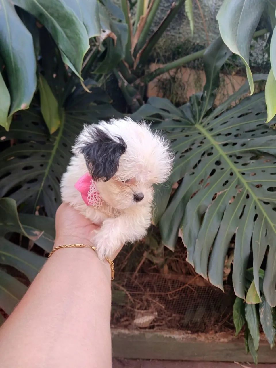 Lhasa apso - Foto 4