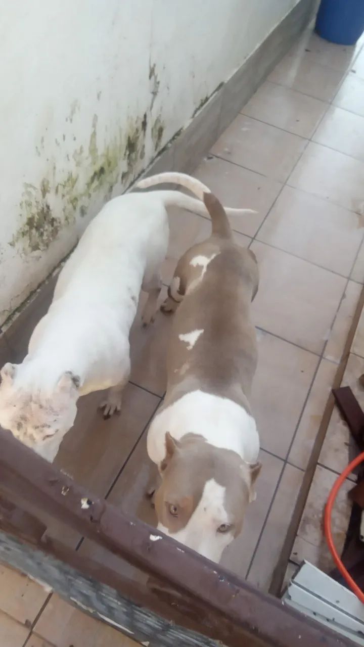 Caes aduto mansa  pit mostro 