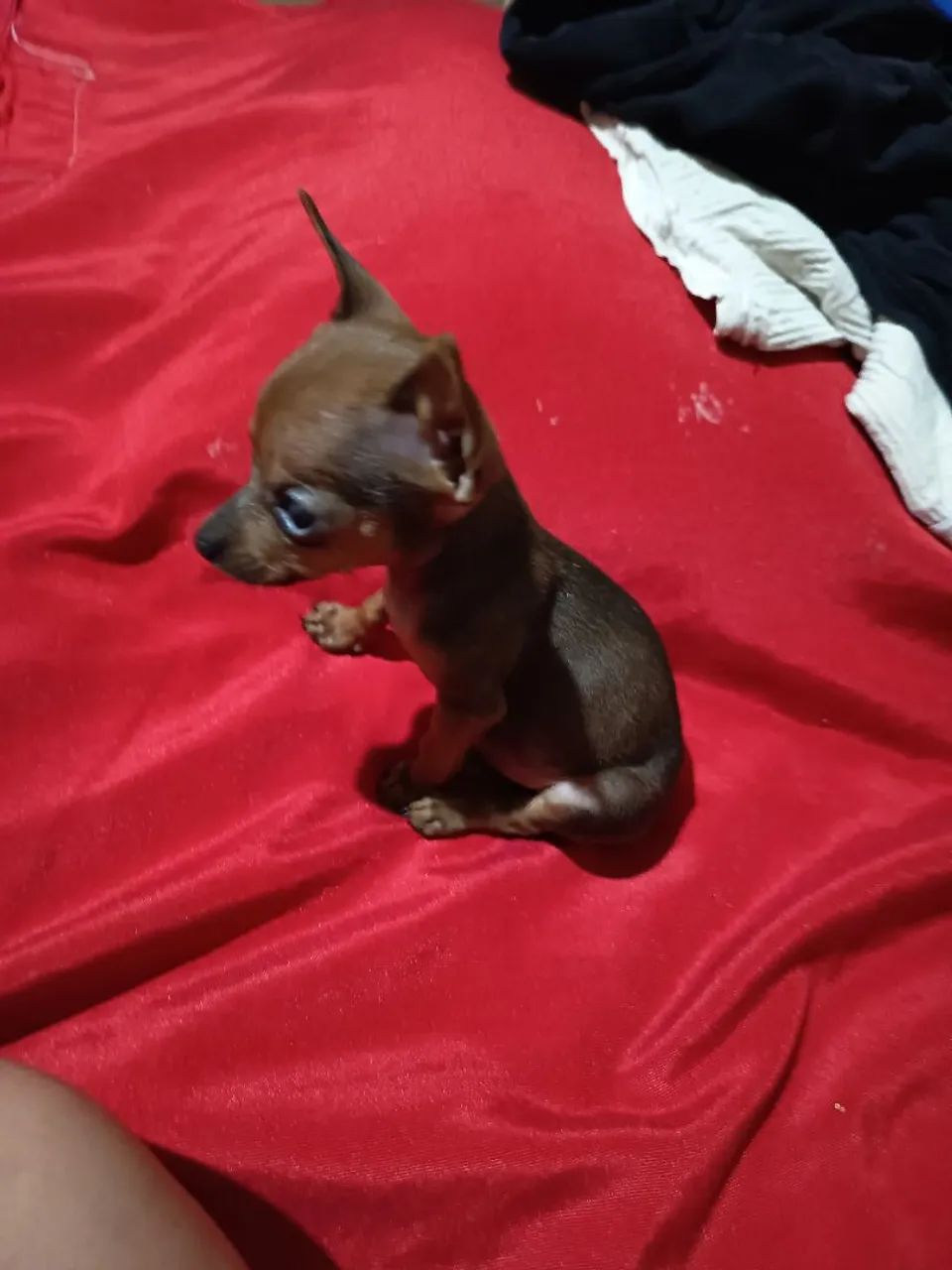 Vendo filhote de Pincher macho zerinho 00 - Foto 4