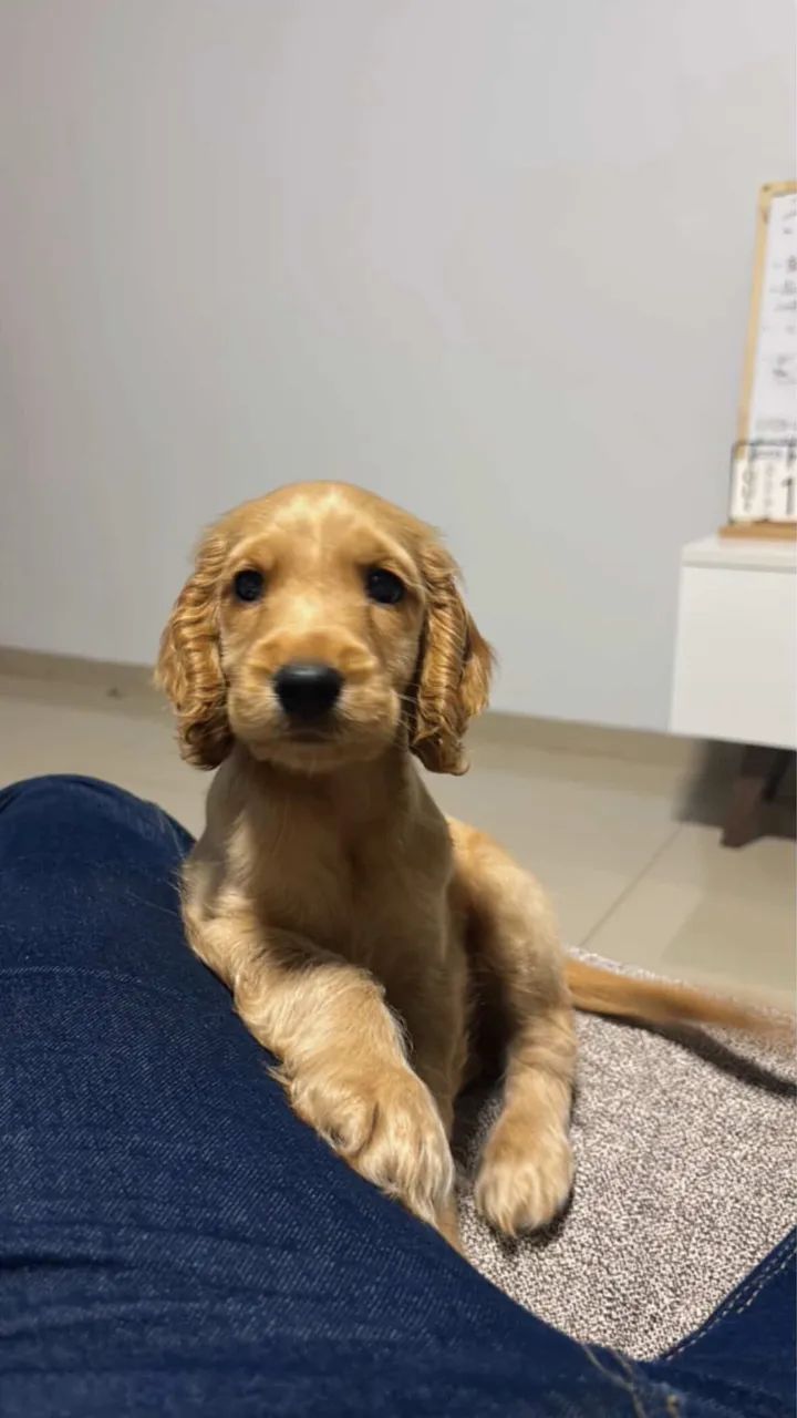 Cocker Spaniel  - Foto 4
